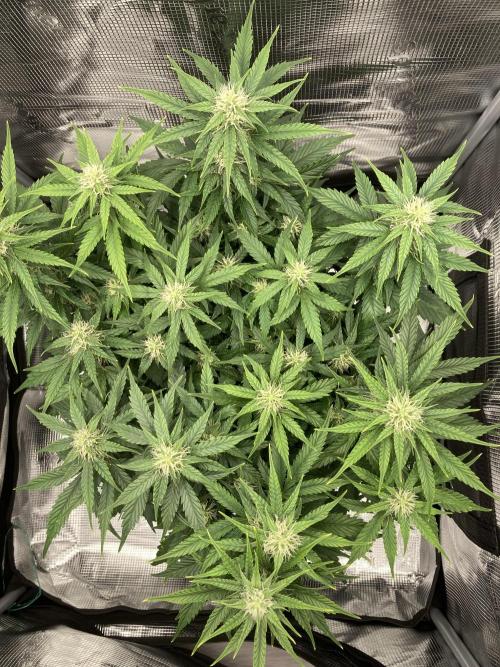 RQS Corkscrew Auto - First Indoor run. Week 7 - 10.05.