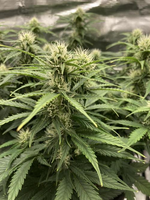 RQS Corkscrew Auto - First Indoor run. Week 7 - 10.05.