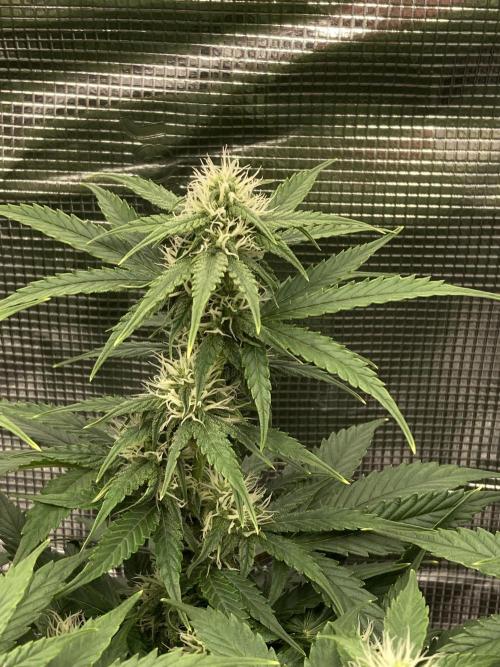 RQS Corkscrew Auto - First Indoor run. Week 7 - 10.05.