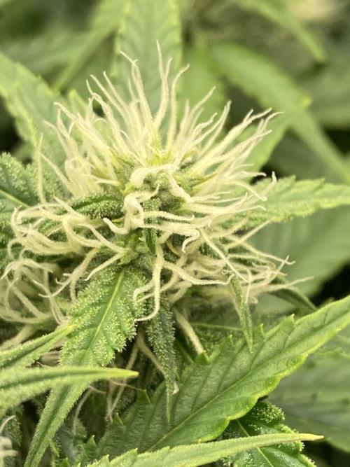 RQS Corkscrew Auto - First Indoor run. Week 7 - 10.05.