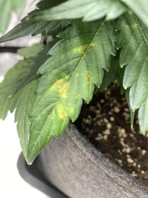 RQS Corkscrew Auto - First Indoor run. Week 8 - 15.05. - Lower fan leaves showing brown/yellow spots