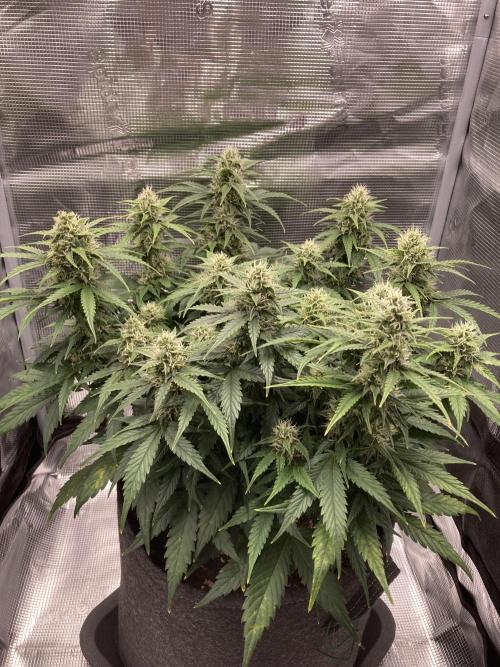 RQS Corkscrew Auto - First Indoor run. Week 8 - 17.05.