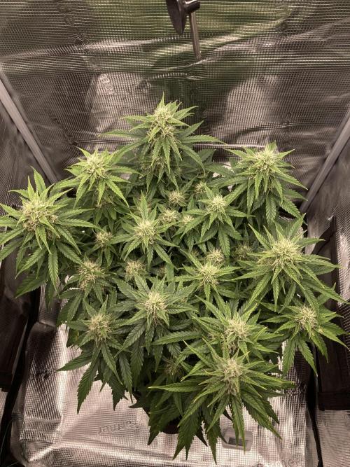 RQS Corkscrew Auto - First Indoor run. Week 8 - 17.05.