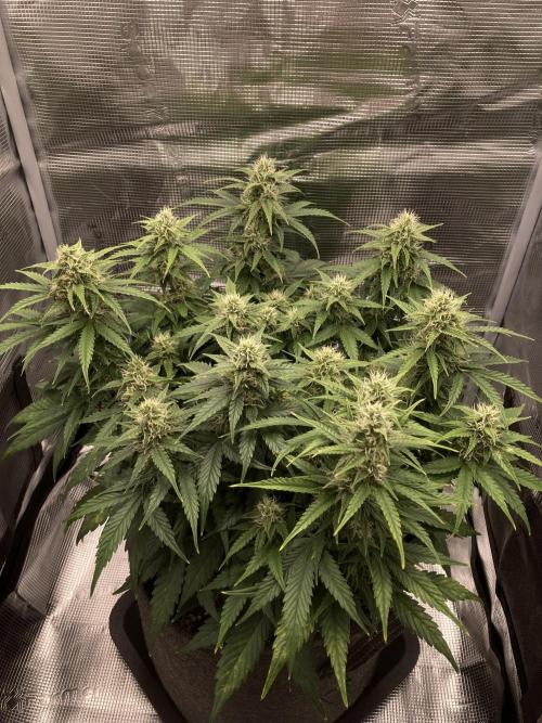RQS Corkscrew Auto - First Indoor run. Week 8 - 17.05.