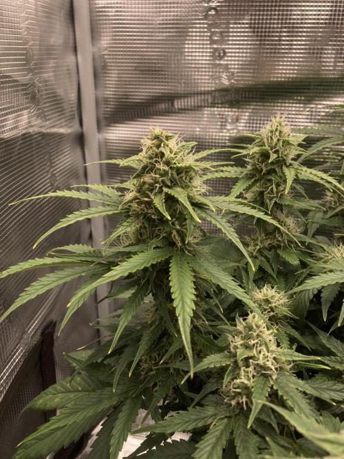 RQS Corkscrew Auto - First Indoor run. Week 8 - 17.05.