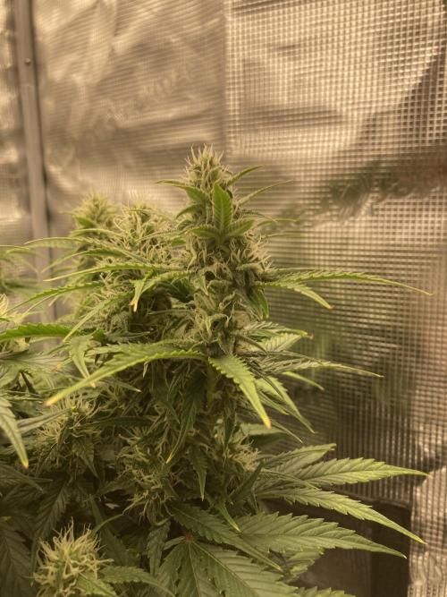 RQS Corkscrew Auto - First Indoor run. Week 8 - 17.05.