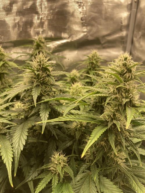 RQS Corkscrew Auto - First Indoor run. Week 8 - 17.05.