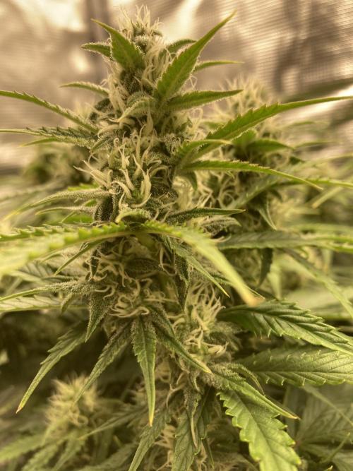 RQS Corkscrew Auto - First Indoor run. Week 8 - 17.05.