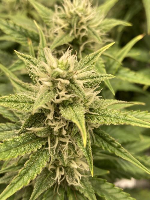 RQS Corkscrew Auto - First Indoor run. Week 8 - 17.05.