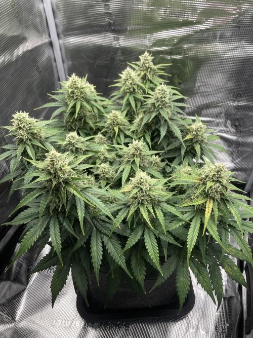 RQS Corkscrew Auto - First Indoor run. Week 9 - 24.05.