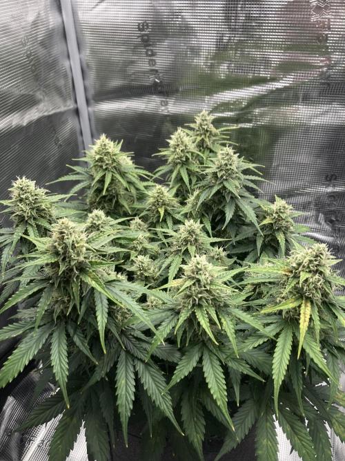 RQS Corkscrew Auto - First Indoor run. Week 9 - 24.05.