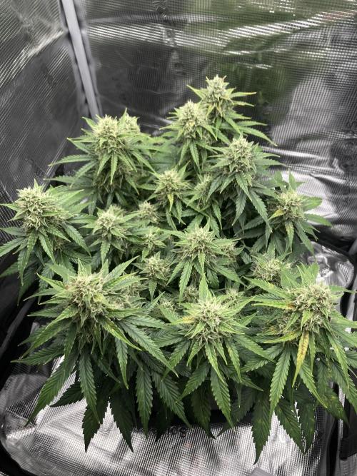 RQS Corkscrew Auto - First Indoor run. Week 9 - 24.05.