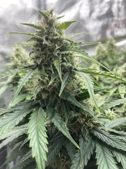RQS Corkscrew Auto - First Indoor run. Week 9 - 24.05.