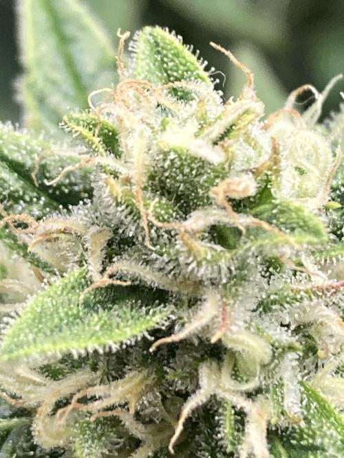 RQS Corkscrew Auto - First Indoor run. Week 9 - 24.05.