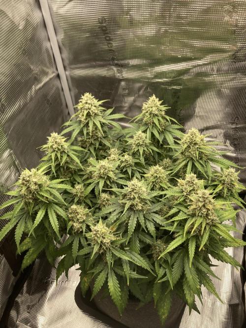 RQS Corkscrew Auto - First Indoor run. Week 10 - 31.05.