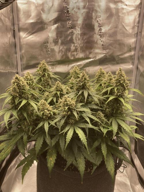RQS Corkscrew Auto - First Indoor run. Week 10 - 31.05.