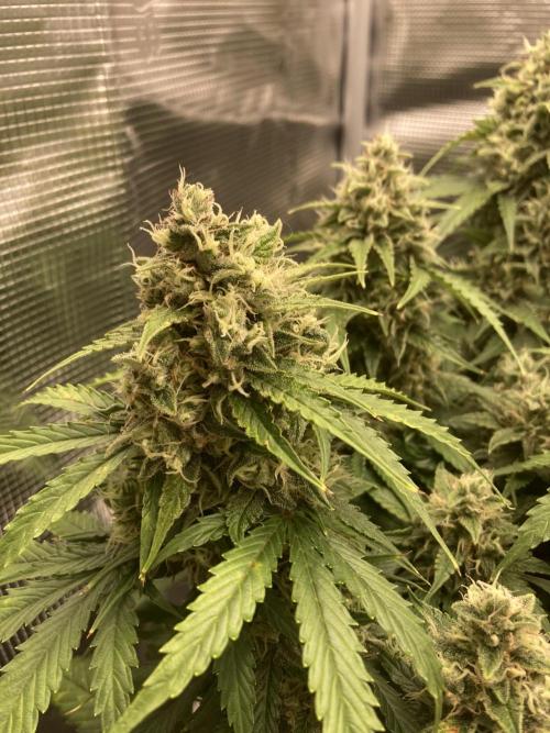 RQS Corkscrew Auto - First Indoor run. Week 10 - 31.05.