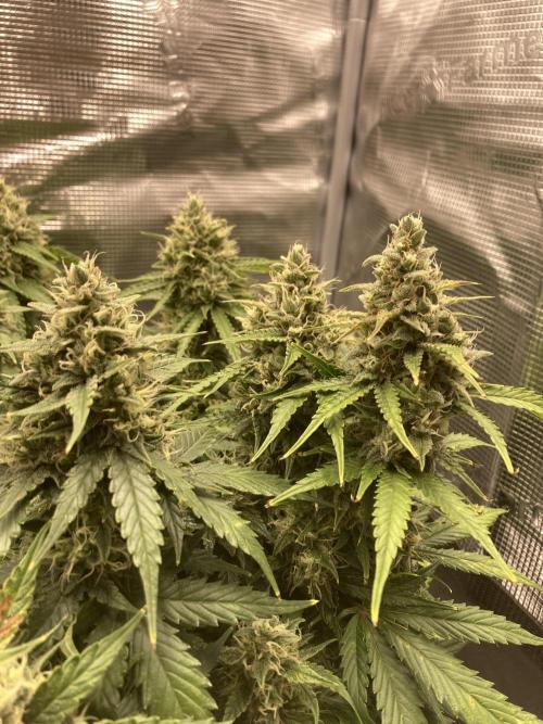 RQS Corkscrew Auto - First Indoor run. Week 10 - 31.05.