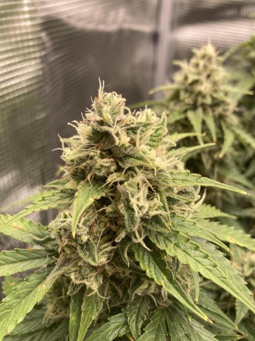 RQS Corkscrew Auto - First Indoor run. Week 10 - 31.05.