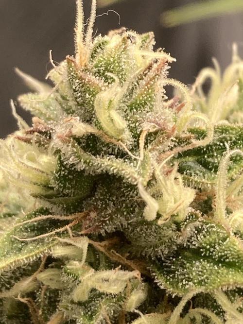 RQS Corkscrew Auto - First Indoor run. Week 10 - 31.05.