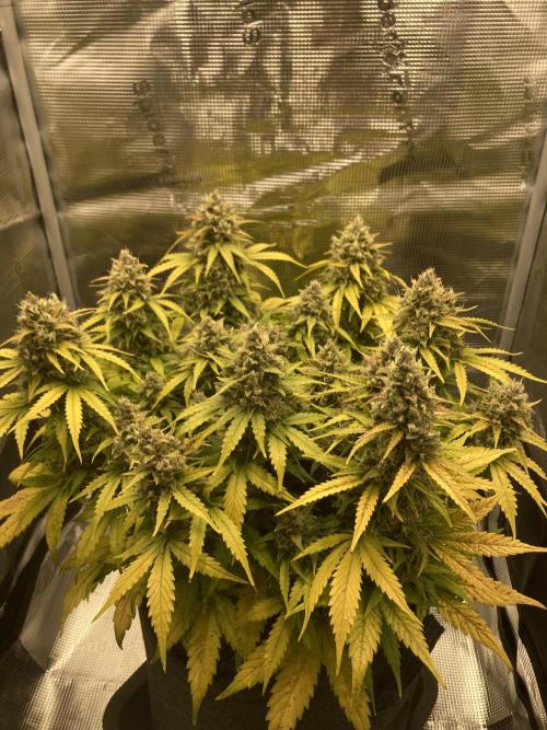 RQS Corkscrew Auto - First Indoor run. Week 11 - 08.06.