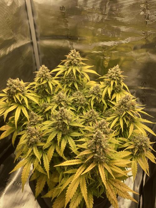 RQS Corkscrew Auto - First Indoor run. Week 11 - 08.06.