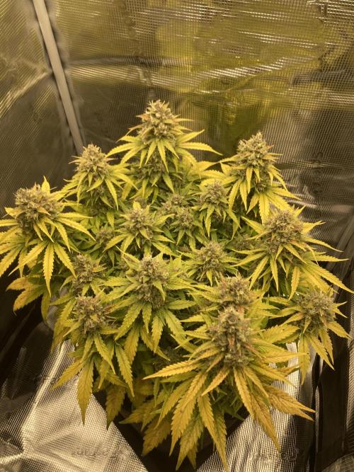 RQS Corkscrew Auto - First Indoor run. Week 11 - 08.06.