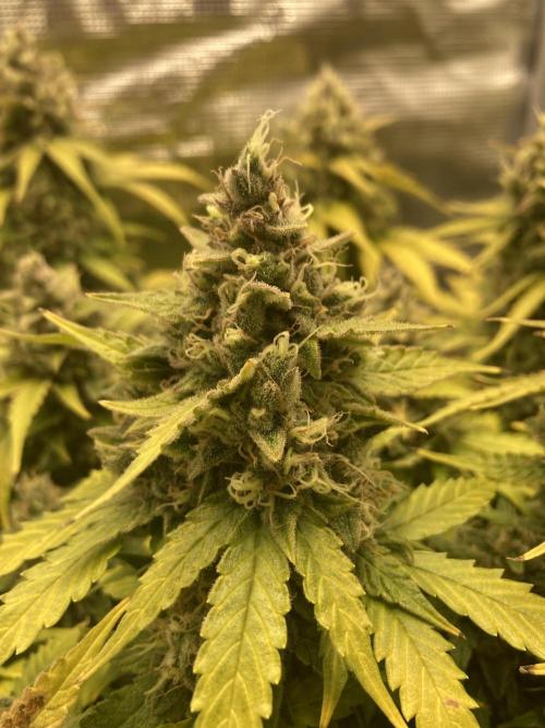 RQS Corkscrew Auto - First Indoor run. Week 11 - 08.06.