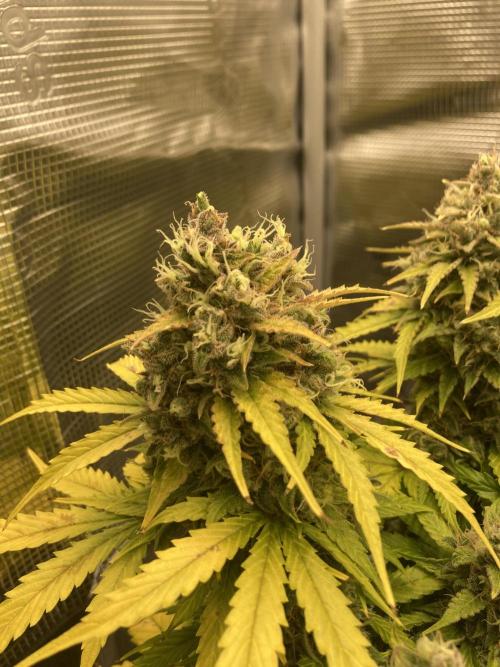 RQS Corkscrew Auto - First Indoor run. Week 11 - 08.06.