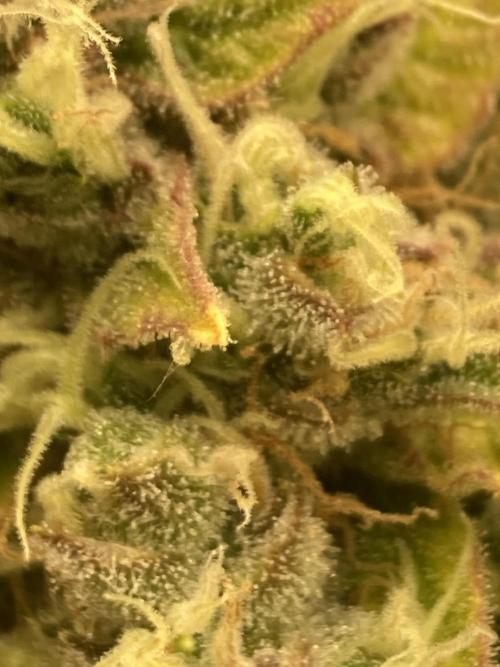 RQS Corkscrew Auto - First Indoor run. Week 11 - 08.06.