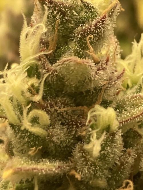 RQS Corkscrew Auto - First Indoor run. Week 11 - 08.06.