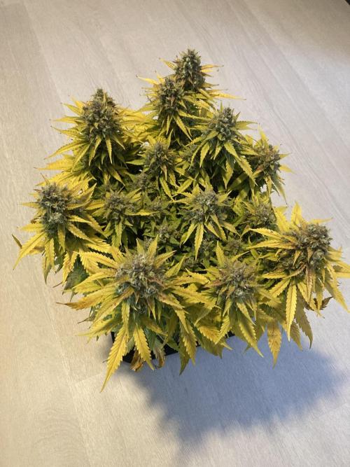 RQS Corkscrew Auto - First Indoor run. Week 12 - Corkscrew Automatic - Ready to Harvest