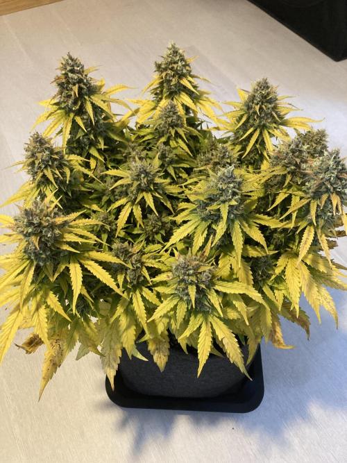 RQS Corkscrew Auto - First Indoor run. Week 12 - Corkscrew Automatic - Ready to Harvest