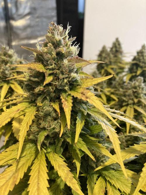 RQS Corkscrew Auto - First Indoor run. Week 12 - Corkscrew Automatic - Lots of Big Buds