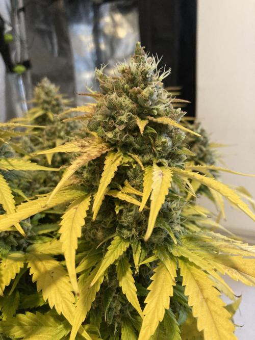RQS Corkscrew Auto - First Indoor run. Week 12 - Corkscrew Automatic - Lots of Big Buds