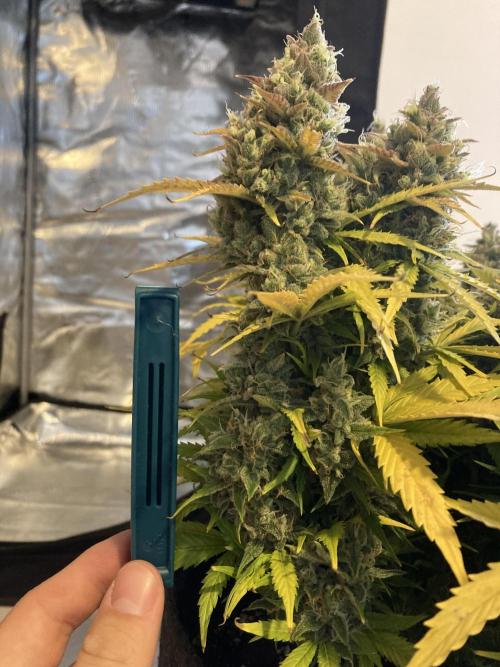 RQS Corkscrew Auto - First Indoor run. Week 12 - Corkscrew Automatic - Cola Size