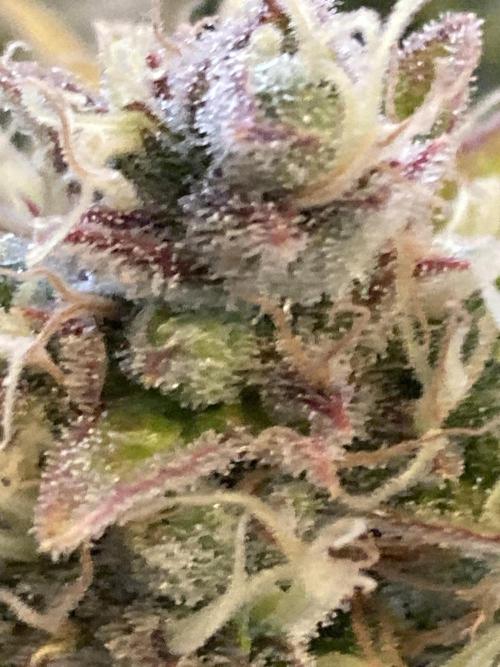 RQS Corkscrew Auto - First Indoor run. Week 12 - Corkscrew Automatic - Buds close up