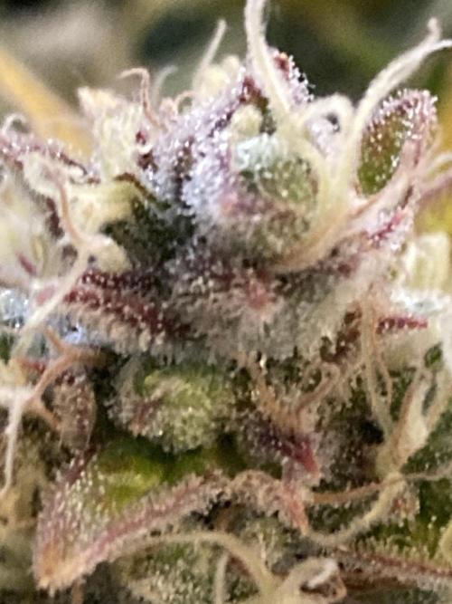 RQS Corkscrew Auto - First Indoor run. Week 12 - Corkscrew Automatic - Buds close up