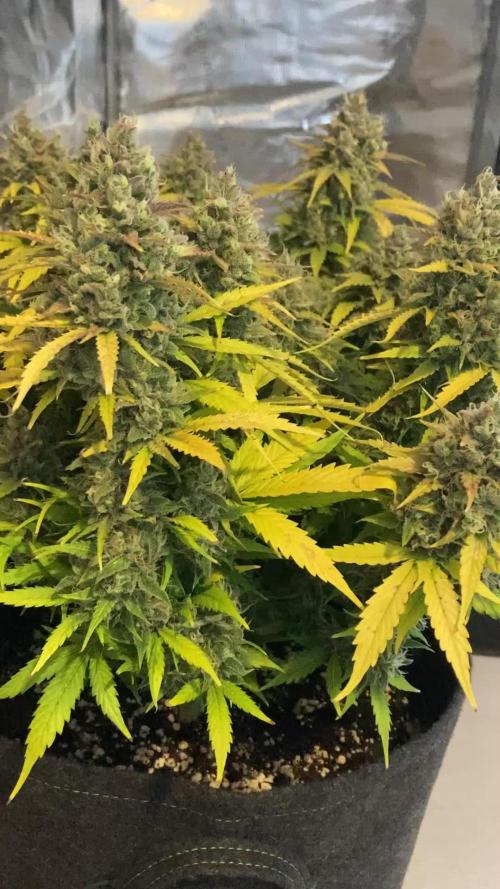 RQS Corkscrew Auto - First Indoor run