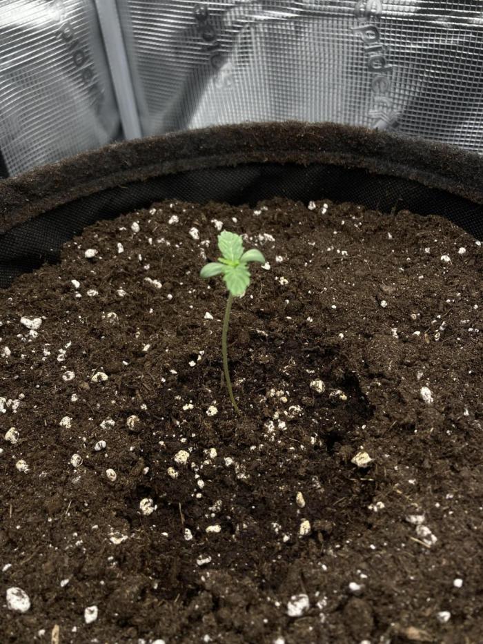 RQS Sherbet Queen Auto - Indoor Grow #2. Week 0 - 05.07. - Sherbet Queen Auto