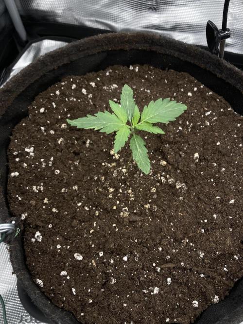 RQS Sherbet Queen Auto - Indoor Grow #2. Week 1