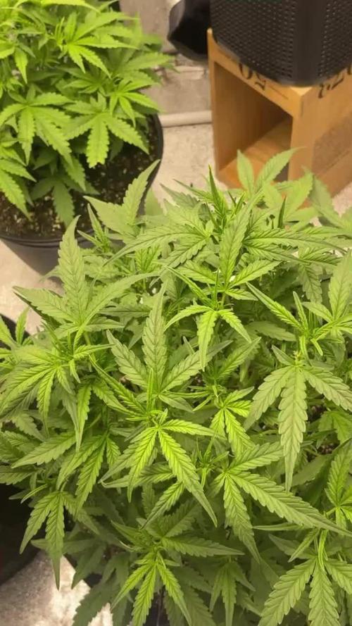 Sour Crinkle Mephisto Genetics