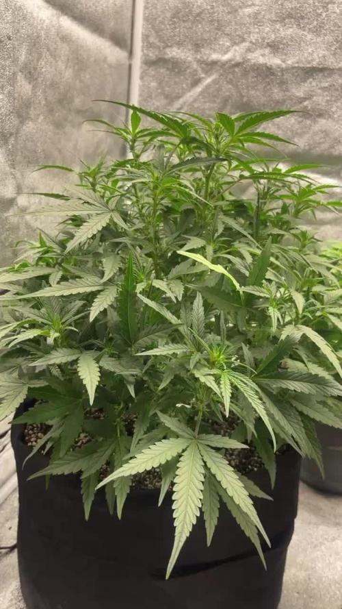 Sour Crinkle Mephisto Genetics