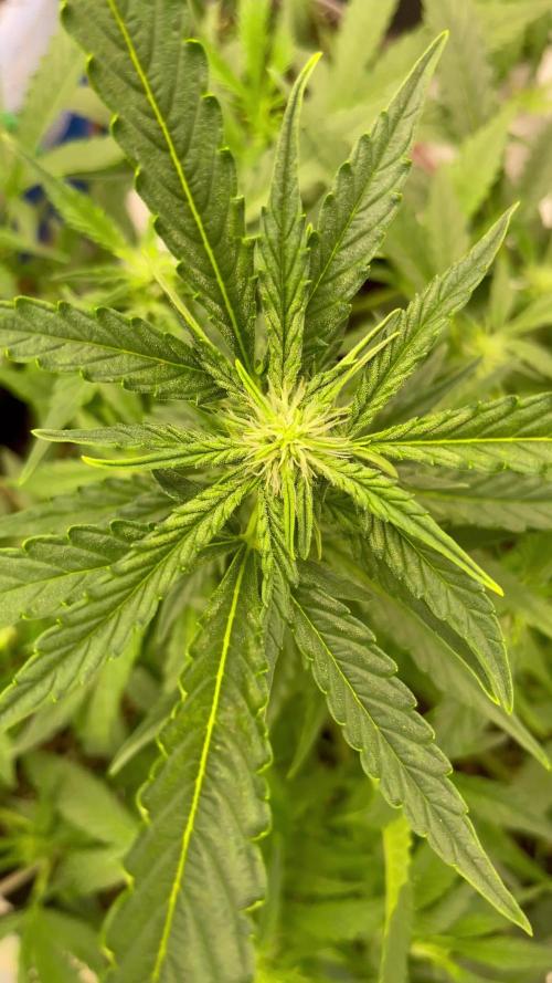 Sour Crinkle Mephisto Genetics