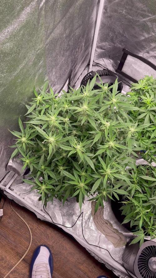 Sour Crinkle Mephisto Genetics