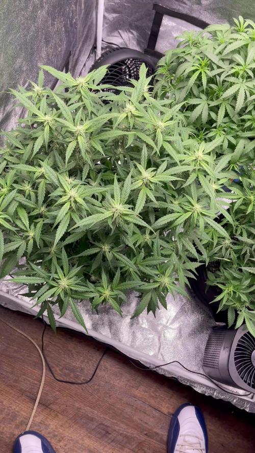 Sour Crinkle Mephisto Genetics