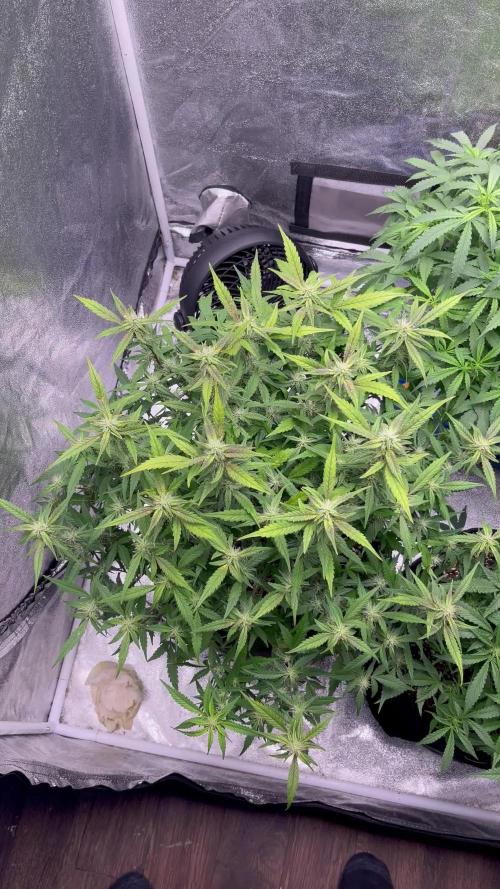 Sour Crinkle Mephisto Genetics