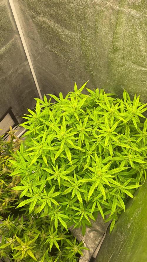 Sour Crinkle Mephisto Genetics