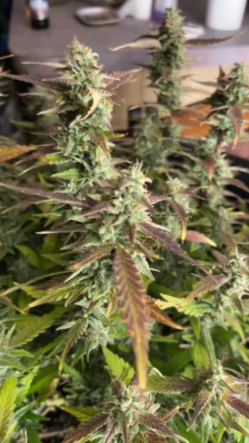 Sour Crinkle Mephisto Genetics