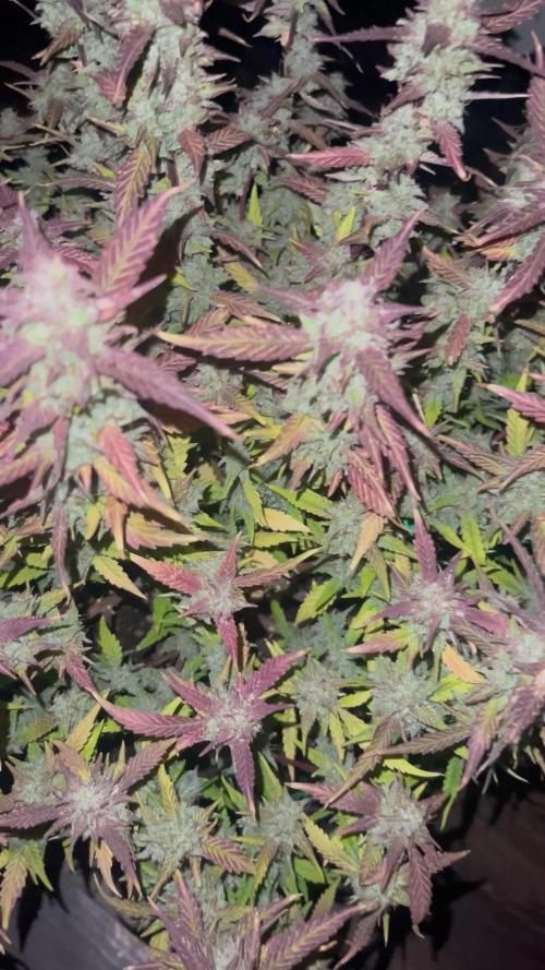 Sour Crinkle Mephisto Genetics